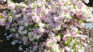 Planting Tips for Reblooming Encore Azaleas in California Oregon and Washington [upl. by Ramah]