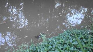 Platypus in Yungaburra Queensland Australia [upl. by Ehcor]