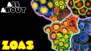 All About Zoas [upl. by Zacharia]