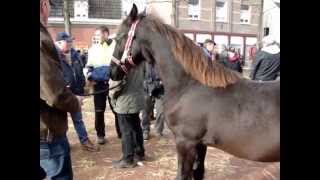 Paardenmarkt Lottum 2012 [upl. by Eryt687]