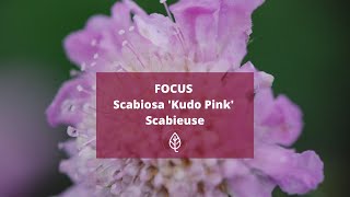 FOCUS  SCABIOSA Kudo Pink [upl. by Terryl892]