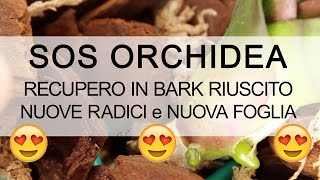 SOS ORCHIDEA  Recupero riuscito NUOVE RADICI [upl. by Adnik]