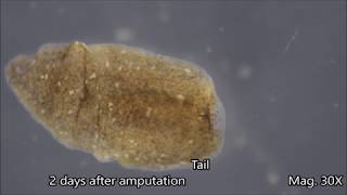 Planaria Regeneration Timelapse [upl. by Lacagnia]