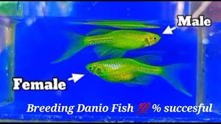 Danio Fish Breeding and Gendering in a Simpliest Way [upl. by Anyalram]