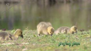 Greylag goose amp offspring  grauwe gans  anser anser [upl. by Joacimah389]