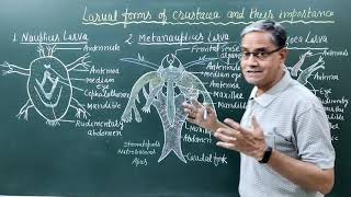 Larval forms of crustacea and their importance [upl. by Jonie]