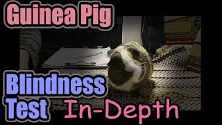 Guinea Pig Blindness Test  In Depth with Blaze [upl. by Atiuqal]