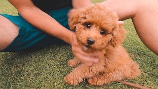 WE GOT A TOY POODLE PUPPY [upl. by Gnehp319]