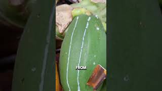 Why These Papayas Are Being Cut [upl. by Lemra]