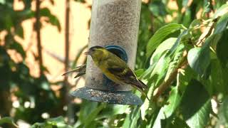 Siskin [upl. by Jo]