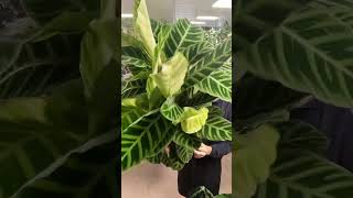 what a stunning house plant  Calathea Zebrina [upl. by Aili]