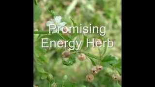 Healing Herb Scoparia dulcis in Pankaj Oudhias Medicinal Plant Database Part1 [upl. by Sykes46]