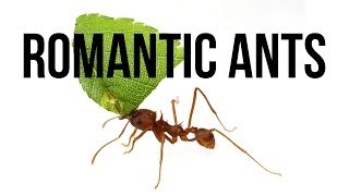 Romantic Ants [upl. by Barney]