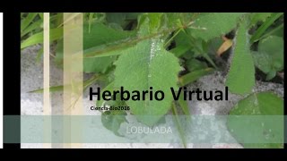 Herbario Virtual Completo [upl. by Francois]