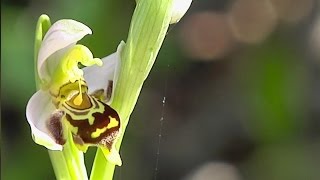 botanique lOrchidée Ophrys Abeille [upl. by Stevana]