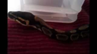 Royal Python vs Cornsnake  Which is the best for beginners [upl. by Dudley]