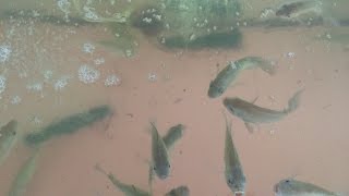 OFERA Aquaponics raising tilapia fingerlings for summer aquaponics [upl. by Yasdnil509]