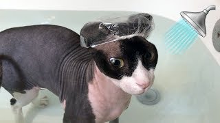 Sphynx Cat Takes a Bath with Tiny Shower Cap 🛁 [upl. by Nelak]