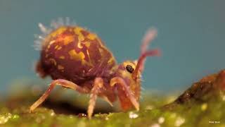 Globular Springtail [upl. by Binah451]