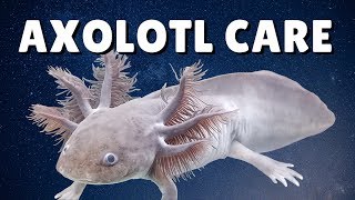 AXOLOTL CARE GUIDE  Housing Feeding amp Tank Mates  Ambystoma mexicanum [upl. by Fugate712]