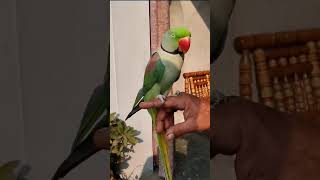 Alexandrine parakeet Parrot  Ringneck Talking Parrot [upl. by Yrot]