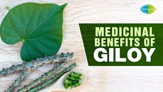 Medicinal benefits of Giloy  Masalon ki kahani  Saregama podcast [upl. by Gerius19]