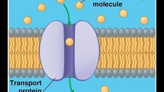 Introduction to Facilitated and Active Transport [upl. by Ibba]