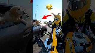 Dog 💥Reaction 🤣on Bunny 🐰……funnyshorts bunnyhelmet [upl. by Eberly]