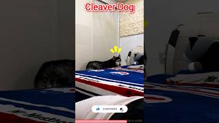 Budhiman Dog 🤩❤️‍🔥  cleaver dog tamil cleaver tamilsong youtubeshorts trending viralvideo [upl. by Hyacinthie194]