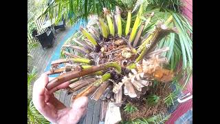 Tasmanian tree fern starting to unfurl croziers [upl. by Slorac]