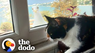 Seagull Shows Off Her Baby Chick To Cat BFF  The Dodo [upl. by Delogu]