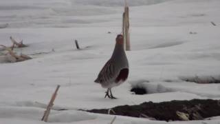 Gray Partridge Phasianidae Perdix perdix Male Vocalizing [upl. by Esmaria]