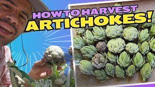 Artichokes When and How to Harvest [upl. by Adim406]