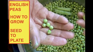 ENGLISH PEAS  SEED TO PLATE quotHOW TO GROW OAG [upl. by Mariel857]