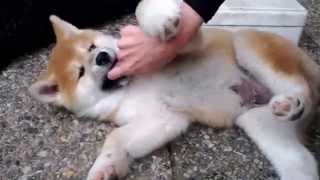 Akita puppies playing [upl. by Granoff]