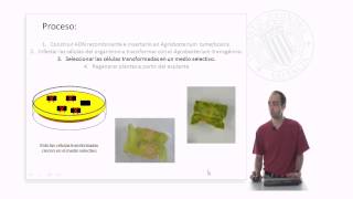 Transformación genética mediante Agrobacterium tumefaciens [upl. by Bozovich]