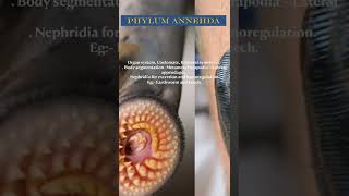 PHYLUM ANNELIDA shorts biology [upl. by Atiek968]