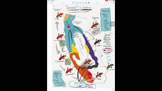 Salamander Speciation Video [upl. by Tsirc]