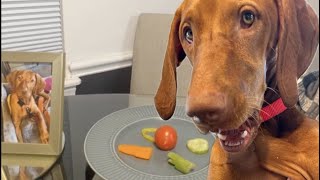 Dog food reviews with Maggie the Vizsla [upl. by Ainomar]