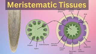 Meristematic tissues in plant Meristematic tissues in plants class 11Meristematic tissues class9 [upl. by Fisch]