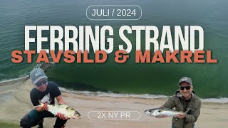 Makrel bonanza på Ferring Strand 2024 Juli Stavsild Rekord PR i stavsild og makrelfiskeri [upl. by Chema]