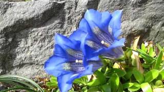 Gentiana acaulis [upl. by Pare]