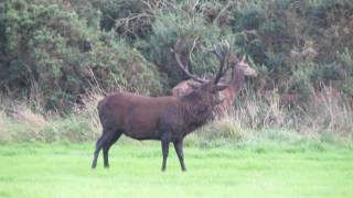 RED STAG CALLING [upl. by Nyleak]