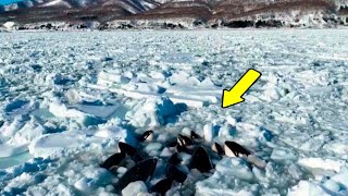 Orcas Trapped in Ice and Almost Died Look Who Came to Save Them [upl. by Hyo]