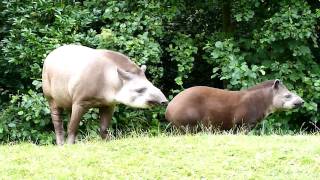 Gaiazoo  Braziliaanse tapir 2010 [upl. by Domenic]