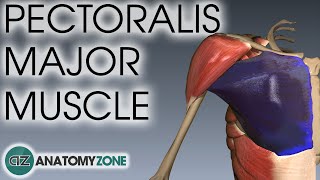 Pectoralis Major Muscle Anatomy  AnatomyZone [upl. by Ramsdell]