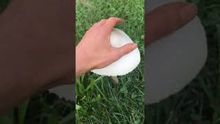 Chlorophyllum molybdites common poisonous lawn mushroom large fruiting specimen [upl. by Ameerahs10]