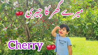 Cherry tree at my home  Eat with me Cherry viral trending trendingvideo life lifestyle like [upl. by Corrianne]