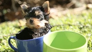 Amazing Animal Facts Yorkies [upl. by Dinin102]