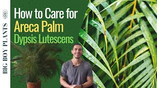 How to Care for the Areca Palm Dypsis Lutescens or Butterfly Palm [upl. by Aaberg]